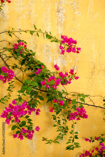 Bougainvillea Flowers Wall Background