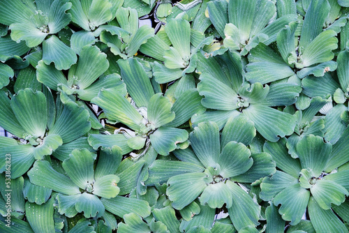 Close up of water lettuce pond plant © taffpixture