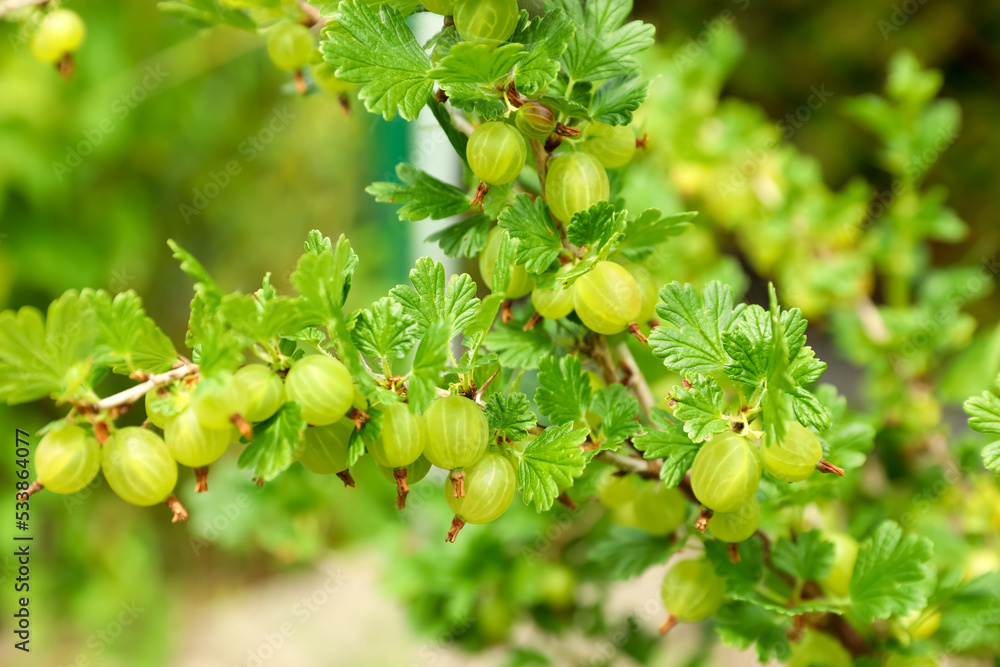 Closeup view of bush with ripening gooseberries outdoors Closeup view of bush with ripening gooseberries outdoors