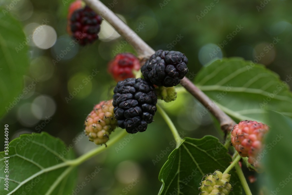 Branch with ripe and unripe mulberries in garden, closeup Branch with ripe and unripe mulberries in garden, closeup