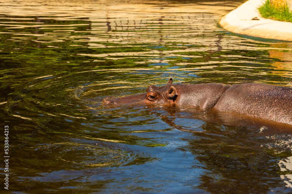 Big hippopotamus swimming in pond at zoo on sunny day Big hippopotamus swimming in pond at zoo on sunny day
