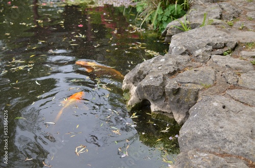 Beautiful koi carps swimming in pond outdoors