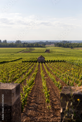 Vineyards of pinot noir in Burgundy France  photo