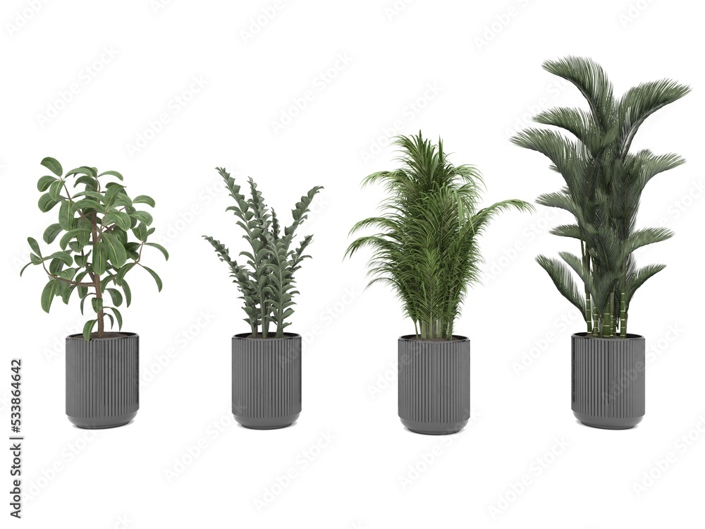 indoor plant pot plant