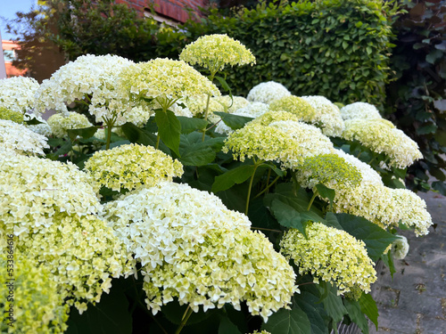 Beautiful hydrangea with blooming white flowers growing outdoors