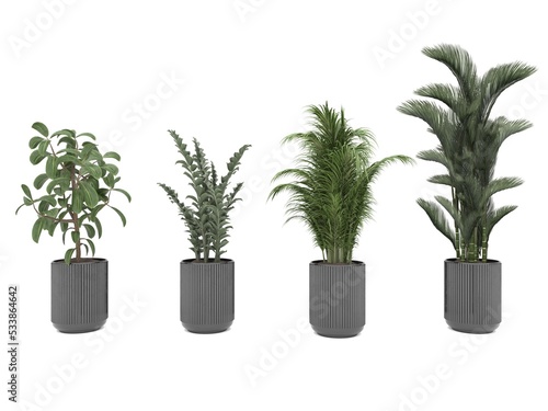 indoor plant pot plant
