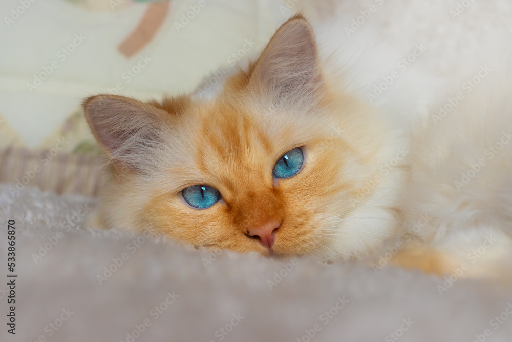 Birman cat with bright blue eyes lying on a soft white blanket