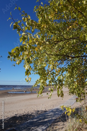 Fototapeta Naklejka Na Ścianę i Meble -  A sunny day at a beach and a big, colorful tree