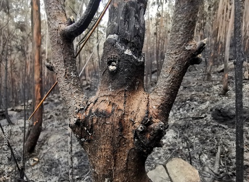 Bare tree trunk after a large fire in the forest