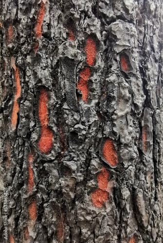 Old trunk of a tree with its bark peeled off in some areas