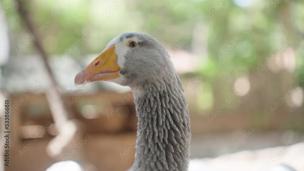 Grey goose with a feather in its beak, close-up.