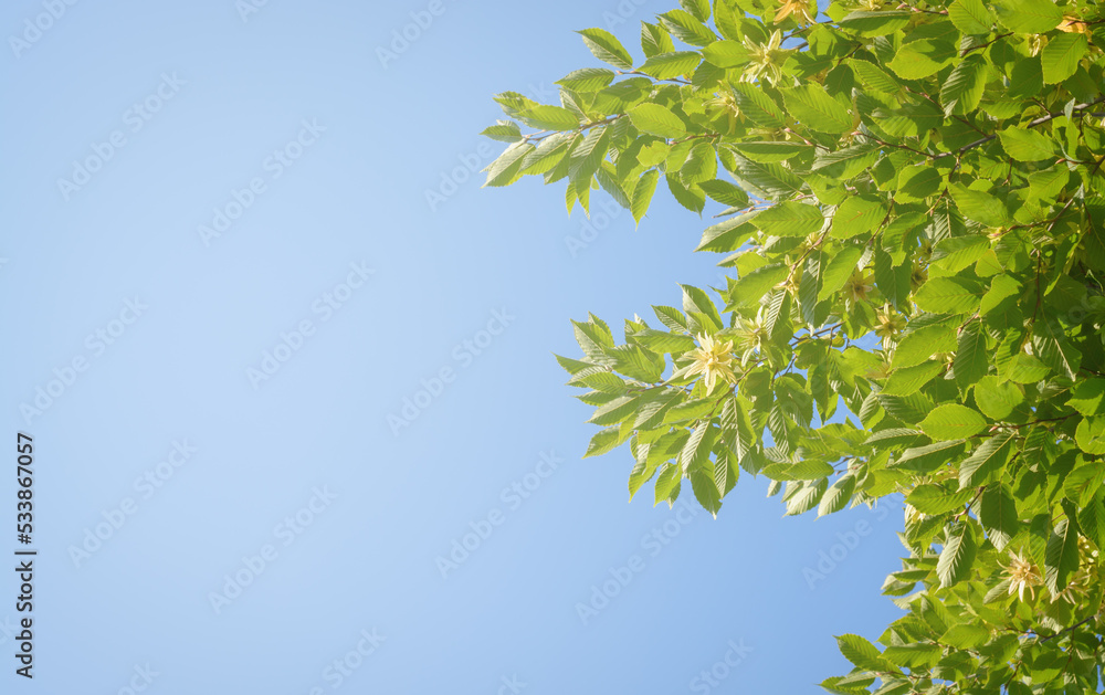Hornbeam branches with seeds against the blue sky