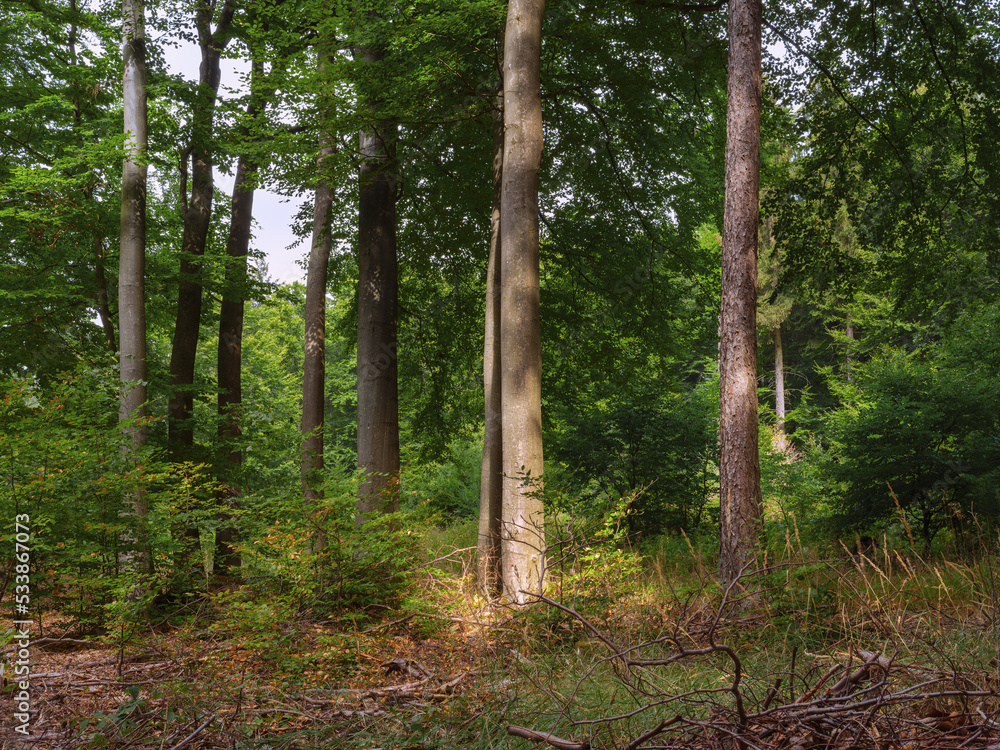 Obraz premium Waldstimmung Hochwald, Marburg, Lichtung am Tage
