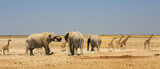 Panoramic view of Aus waterhole with Three Elephants and seven giraffe who are walking across the dry empty savannah in Etosha National Park, Namibia