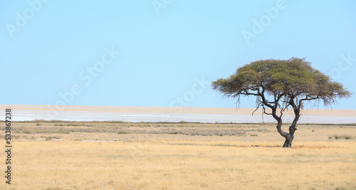 Solitary Acacia Tree stands alone on the edge of the Etosha Pan, Namibia
