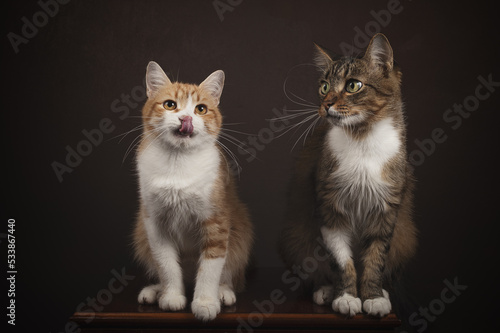 Two cats on a dark background