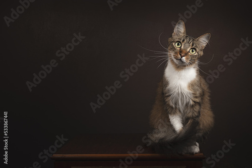 Cat on a wooden bedside table and dark background