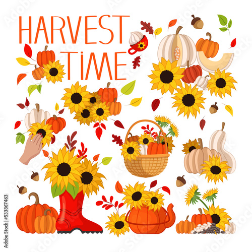 Harvest time elements vector illustrations set. Cartoon drawings of pumpkins in baskets, sunflowers in boot isolated on white background. Autumn or fall, harvest, Thanksgiving concept