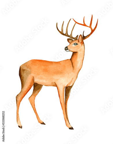 Watercolor deer head. Watercolor Deer illustrations. Forest animal. Noble deer. Deer with spreading horns