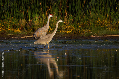 The Sandhill cranes arrive to sleep at night Usually sleep at night standing on the ground in shallow water