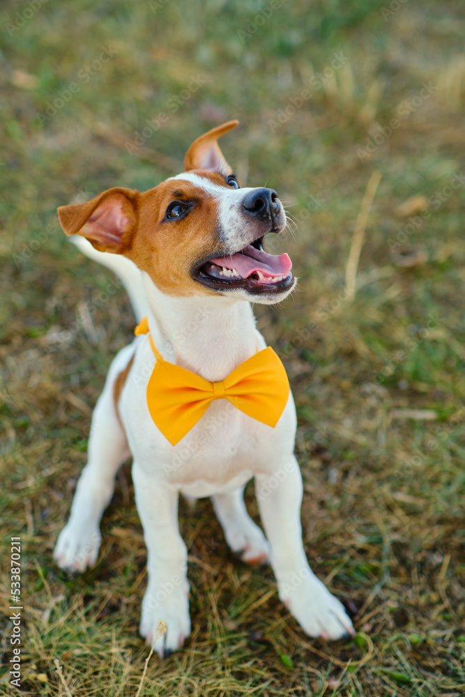 White dog with a Yellow bow tie on the green grass