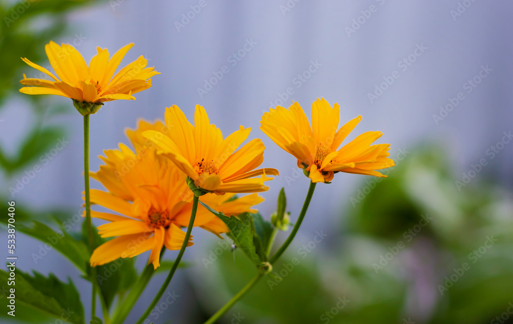 In summer, yellow bright heliopsis flowers grow. Yellow heliopsis scabra flower. In summer, yellow bright heliopsis flowers grow. Yellow heliopsis scabra flower.