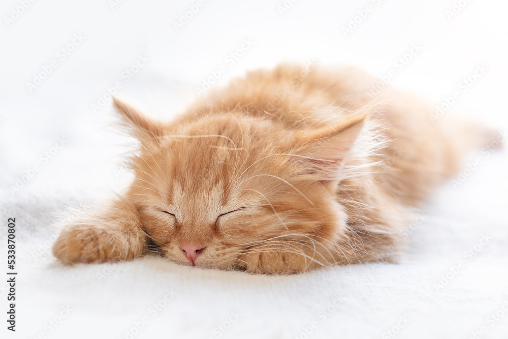 little sleepy cat. Cute ginger kitten sleeps on white blanket. domestic kitten resting on the couch. soft selective focus. baby sweet dream