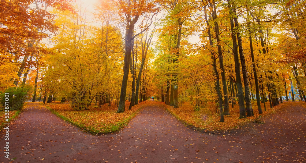 Fototapeta premium Autumn landscape with. Colorful foliage in the park. Falling leaves natural background