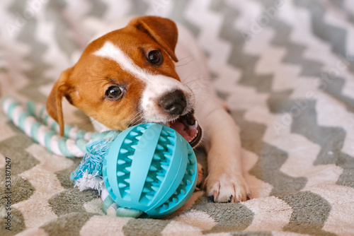 Little Jack Russell Terrier puppy playing with toy photo