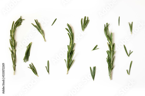 Twigs and leaves of rosemary on a white background. Copy space.