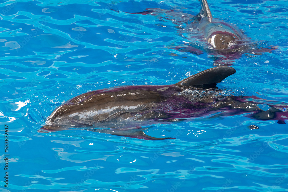 Fototapeta premium Dolphin swims in the pool.