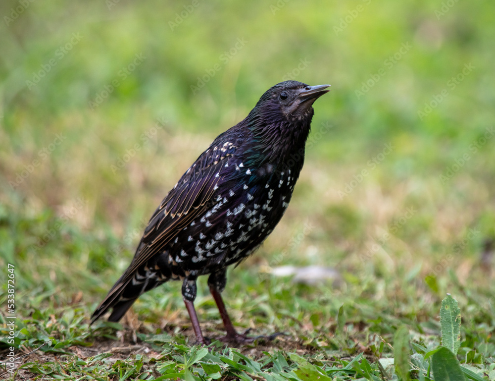 Starling on the green grass in the park. Starling on the green grass in the park.
