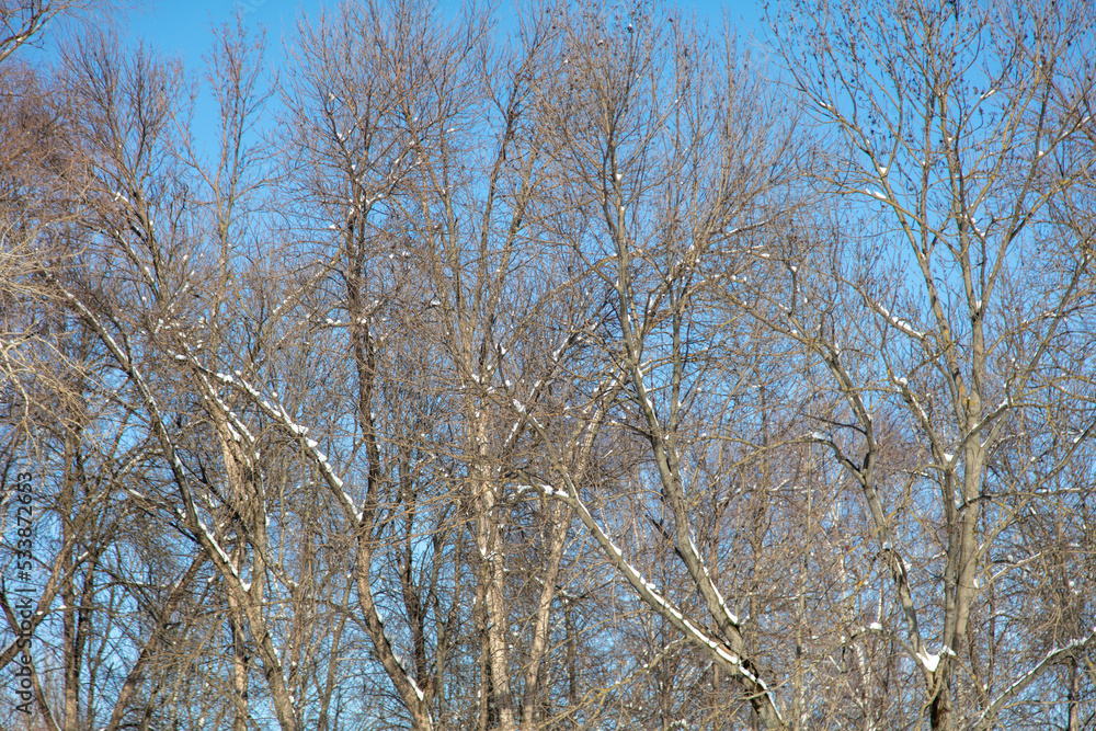 Bare trees against the blue sky as a backdrop. Bare trees against the blue sky as a backdrop.