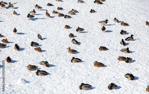 Ducks on the snow in winter. © schankz