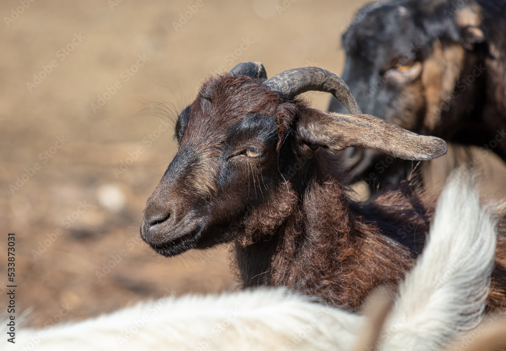 Fototapeta premium Portrait of a goat on a farm.