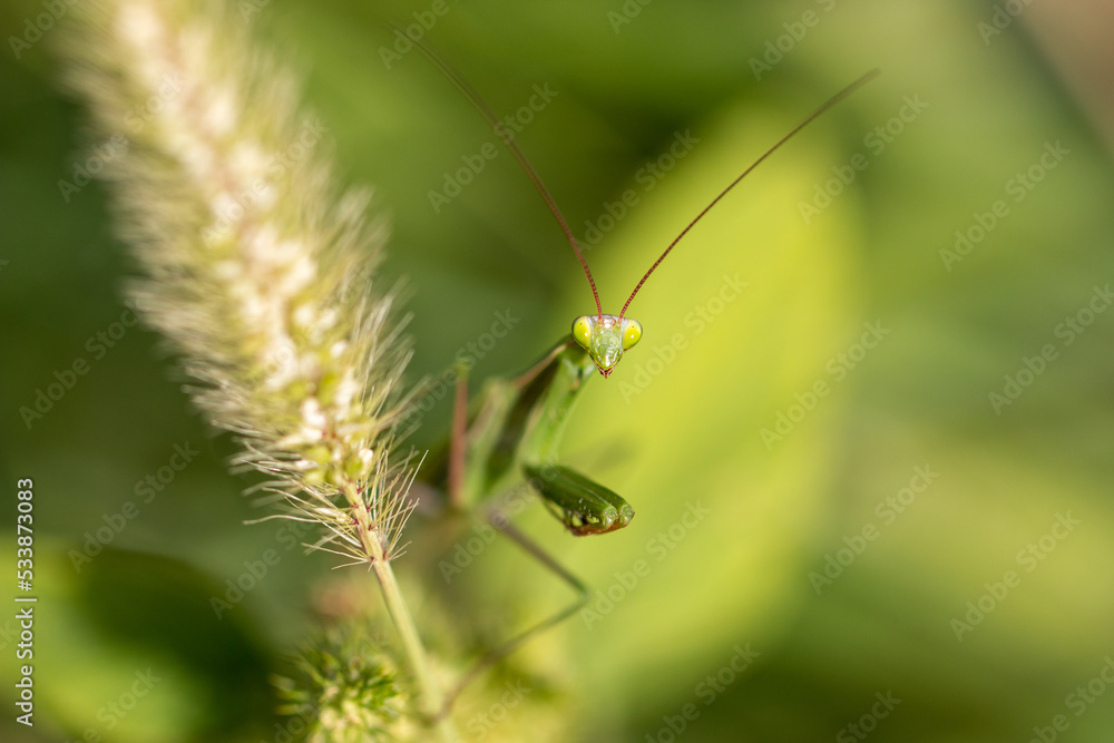 Portrait of praying mantis on green grass. Portrait of praying mantis on green grass.