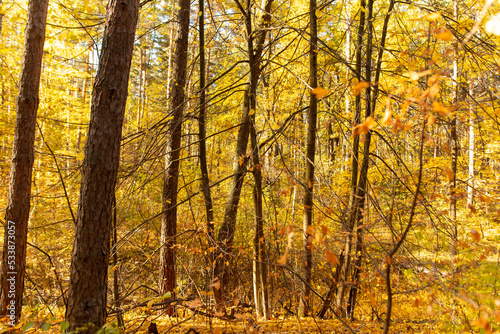 Trees in the forest in autumn.