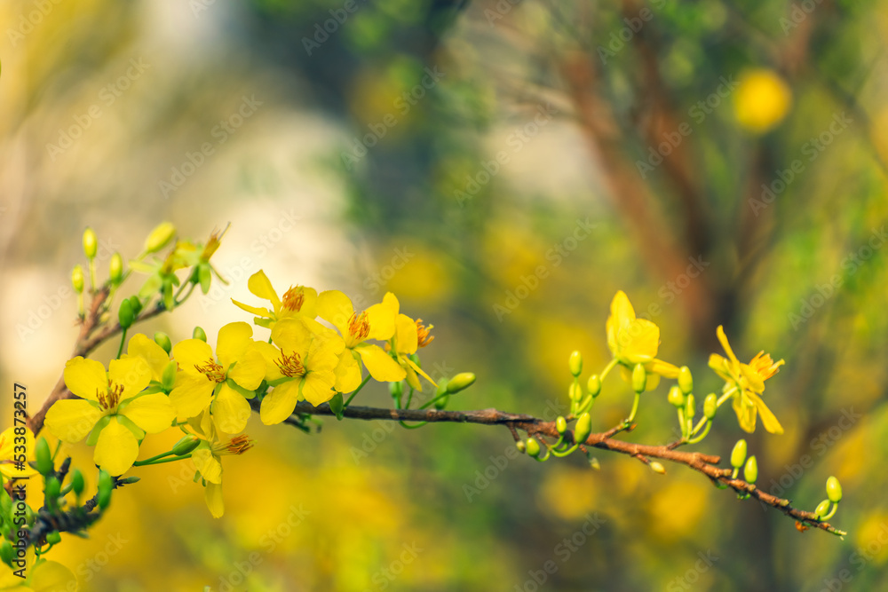 Yellow flowers blossoming in spring ( Tet Holiday ) Yellow flowers blossoming in spring ( Tet Holiday )