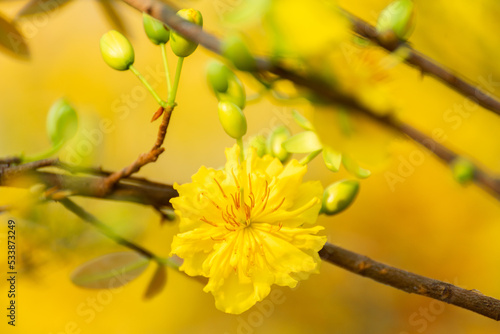 Yellow flowers blossoming in spring ( Tet Holiday )