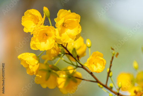 Yellow flowers blossoming in spring ( Tet Holiday )