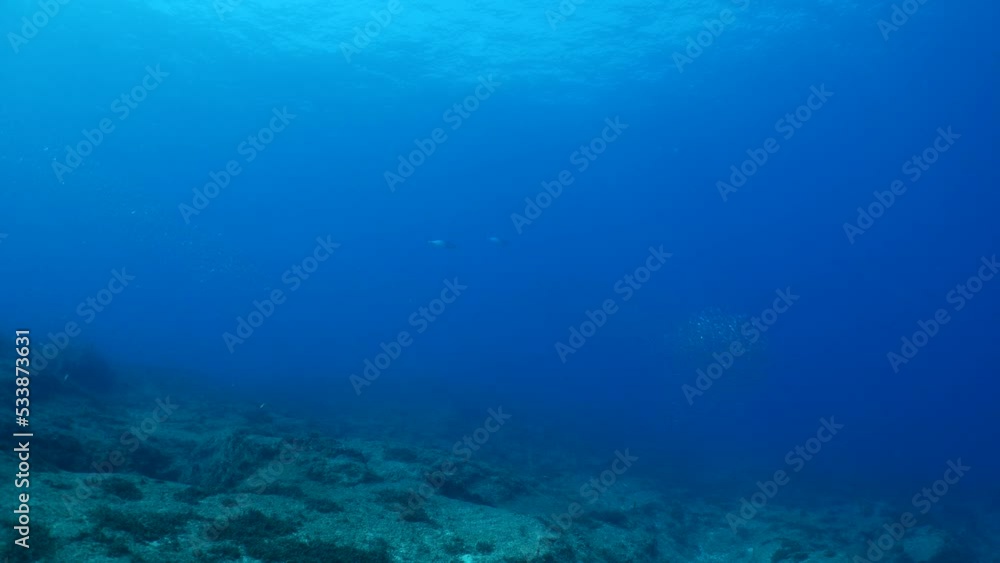 predator fish underwater blue ocean scenery chasing and hunting the silversides predator fish underwater blue ocean scenery chasing and hunting the silversides