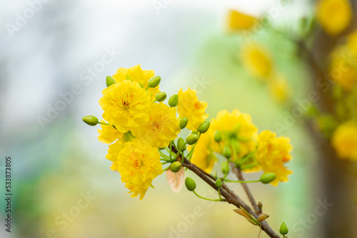 Yellow flowers blossoming in spring ( Tet Holiday )