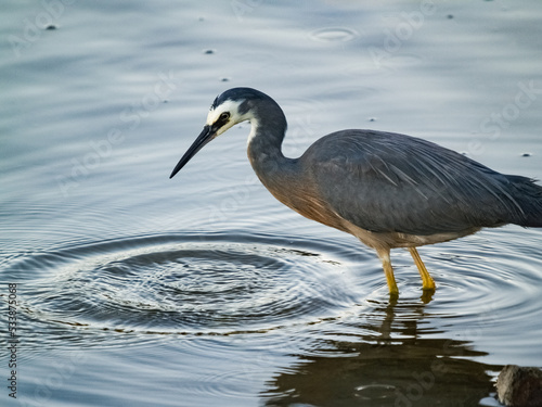 White-faced heron at waters edge