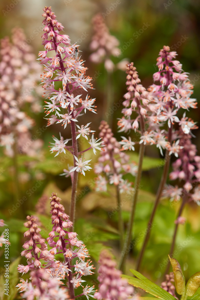 Obraz premium Schaumblüten (Tiarella)