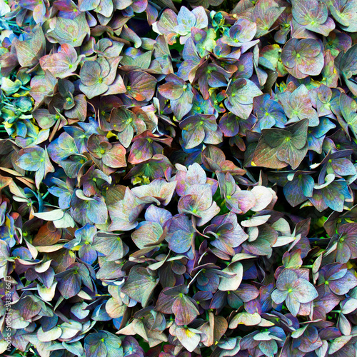 Autumn decoration with colo...