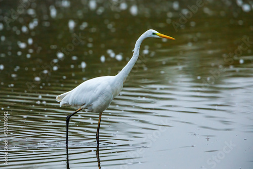 Great white egret in the swamps of Obersuhl in Hesse