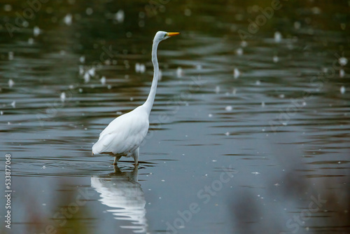Great white egret in the swamps of Obersuhl in Hesse