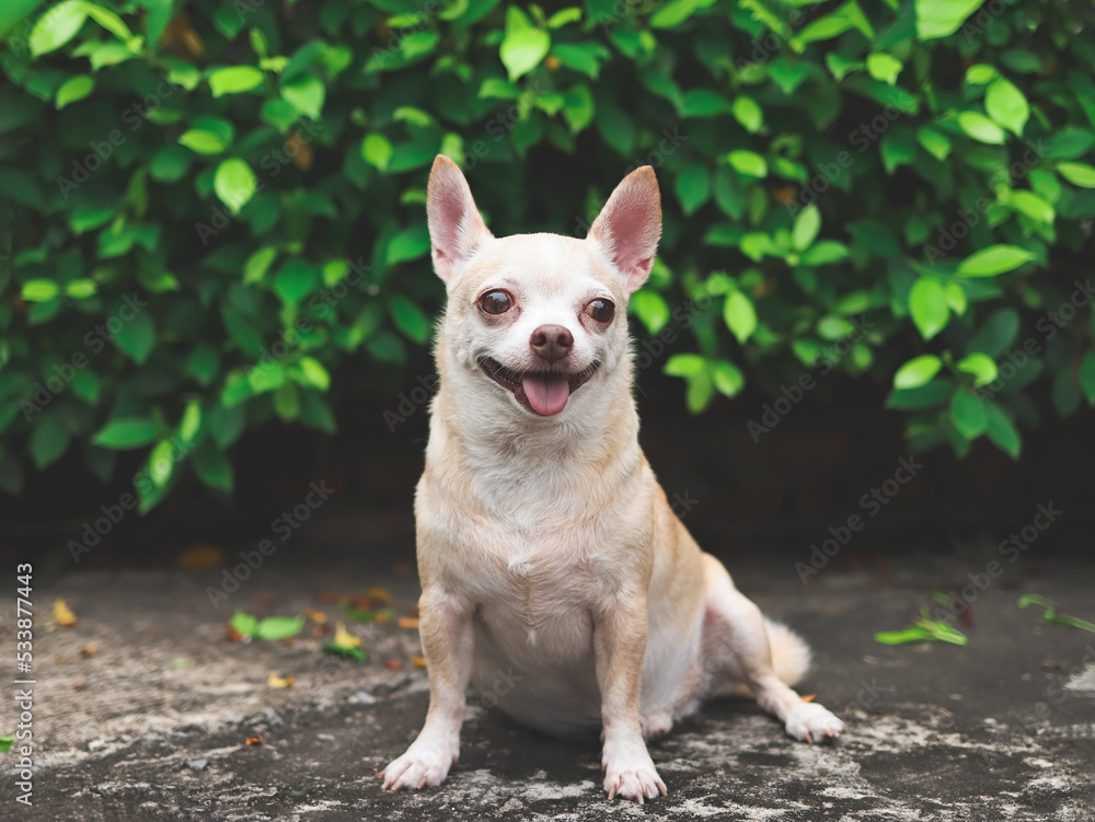 happy and healthy short hair Chihuahua dog sitting on cement floor in the garden with green leaves background, smiling and ooking away. happy and healthy short hair Chihuahua dog sitting on cement floor in the garden with green leaves background, smiling and ooking away.
