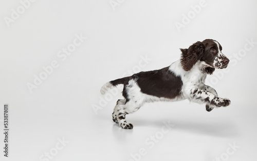 Canvas Print Portrait of purebred english springer spaniel dog running isolated over grey background