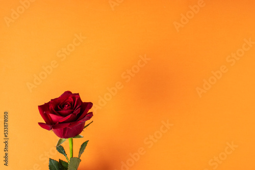 A red rose on an orange background. Banner for Valentine s Day. Postcard for February 14.Love. Minimalism.